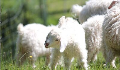 ACT - Ferme pédagogique Vercors.JPG