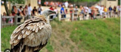 ACT - Rocher des aigles.JPG