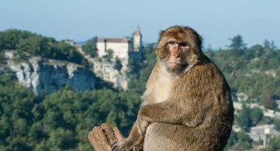 ACT - Forêt des singes.JPG